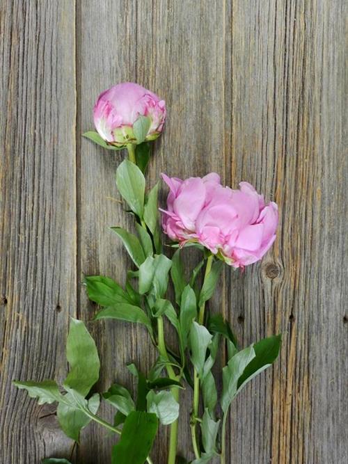 DR. ALEXANDER FLEMING  PINK PEONIES